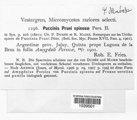 Tranzschelia pruni-spinosae image